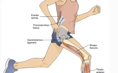 Hamstrings: Cohesive group or frenemies?